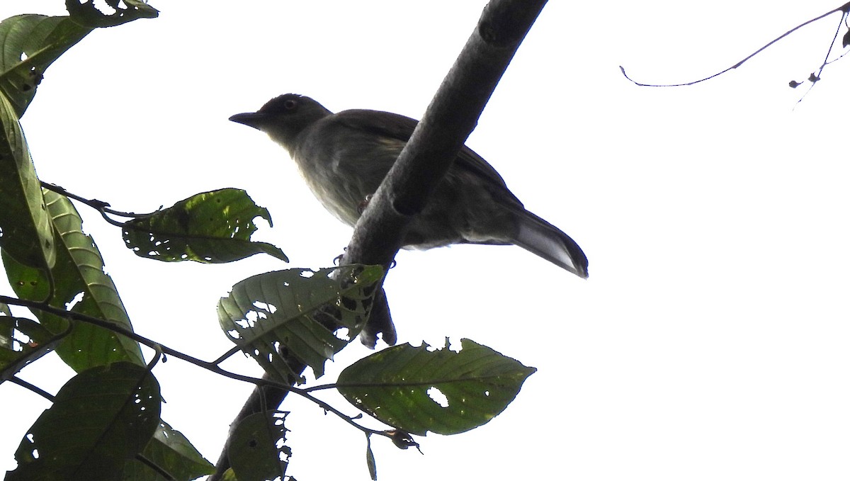 Cream-vented Bulbul (Red-eyed) - Gwen Taylor