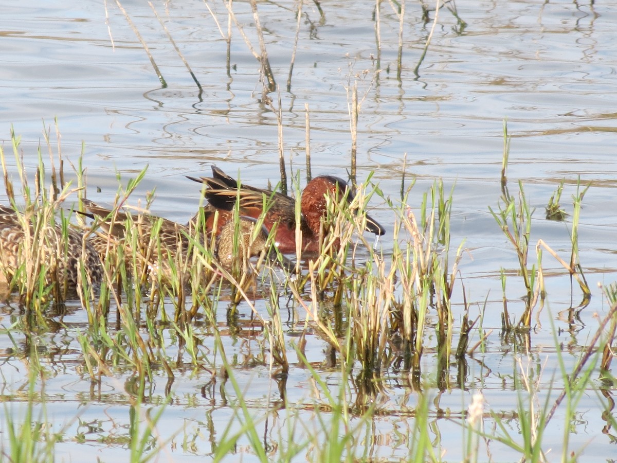 Cinnamon Teal - Sam Holcomb