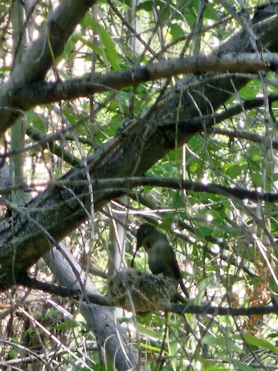 Anna's Hummingbird - ML618670477