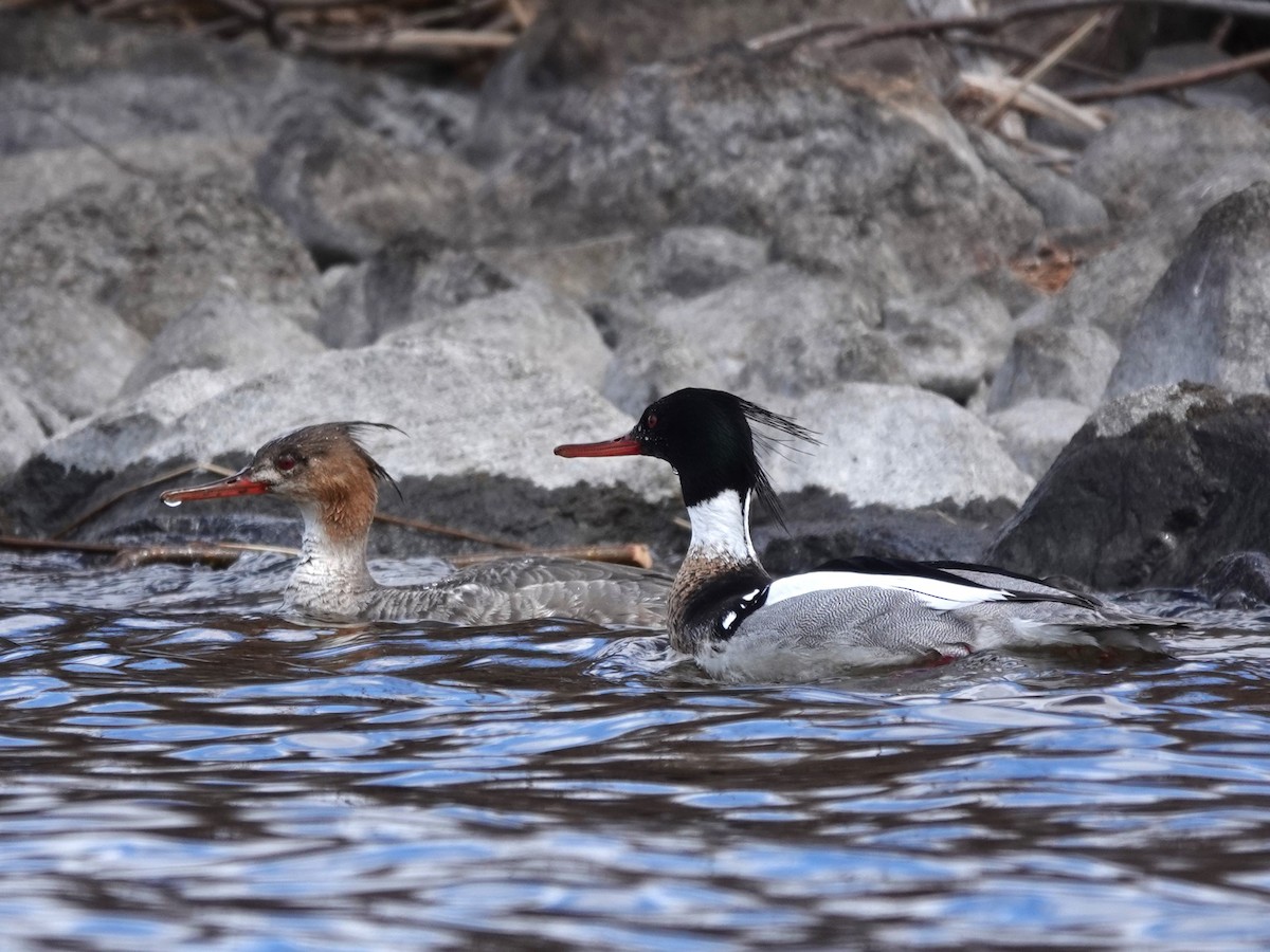 Red-breasted Merganser - Bob Saunders