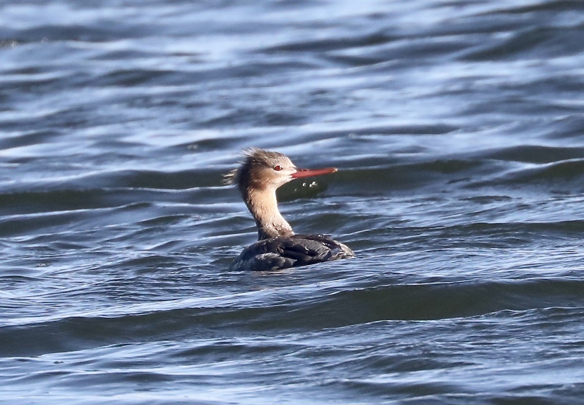 Red-breasted Merganser - Rick Vetter