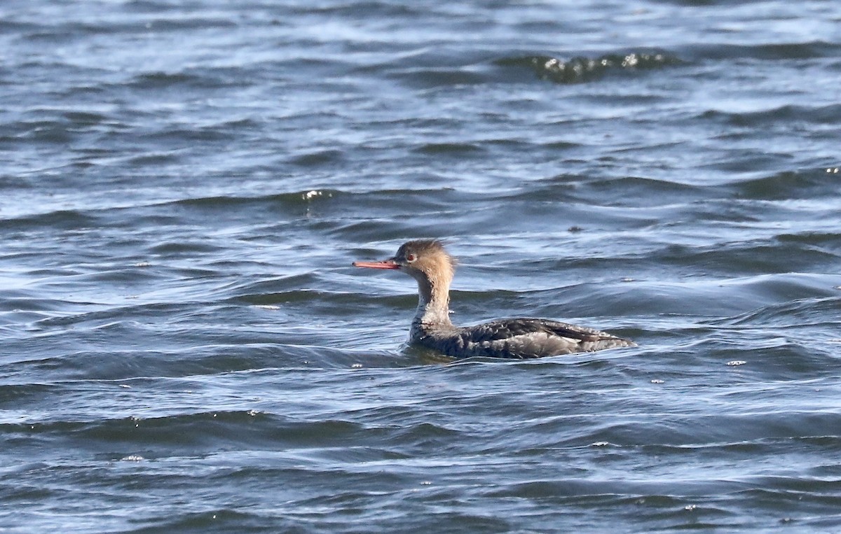 Red-breasted Merganser - Rick Vetter