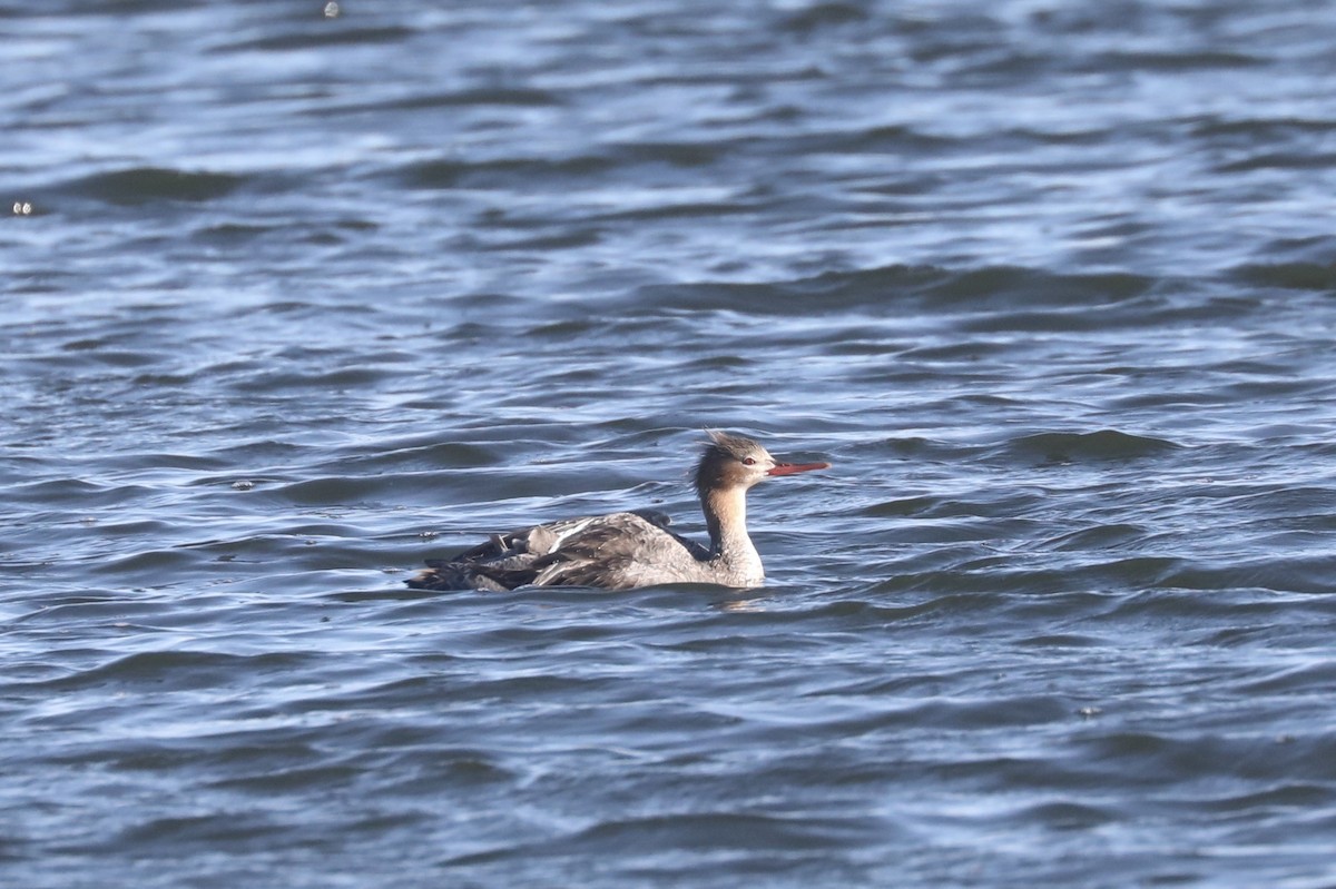 Red-breasted Merganser - Rick Vetter