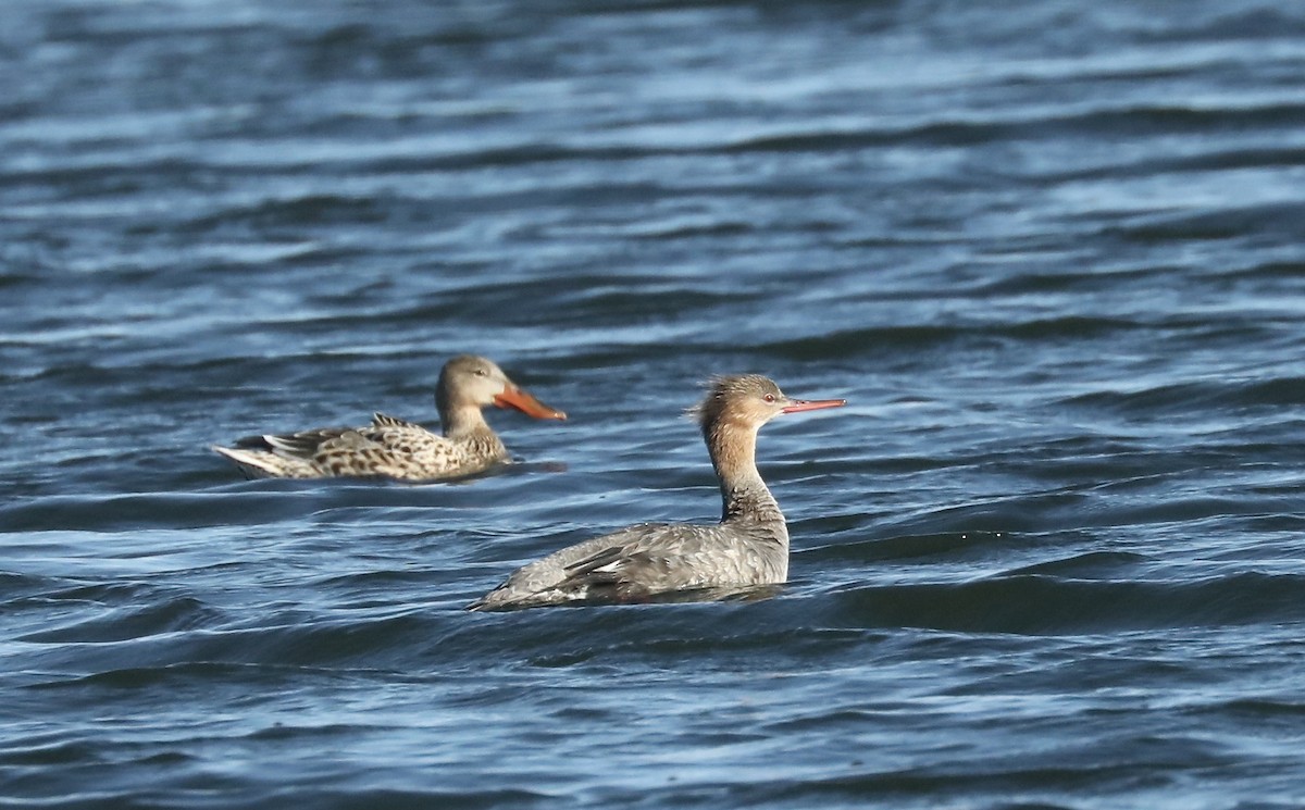 Red-breasted Merganser - Rick Vetter