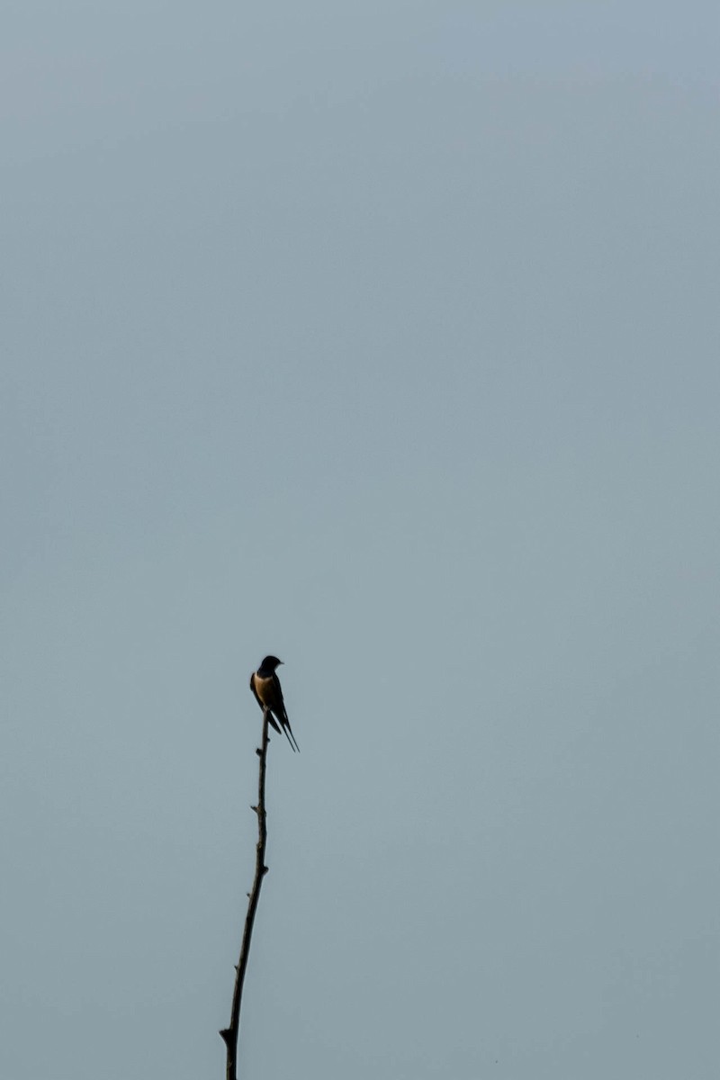 Barn Swallow - ML618670503