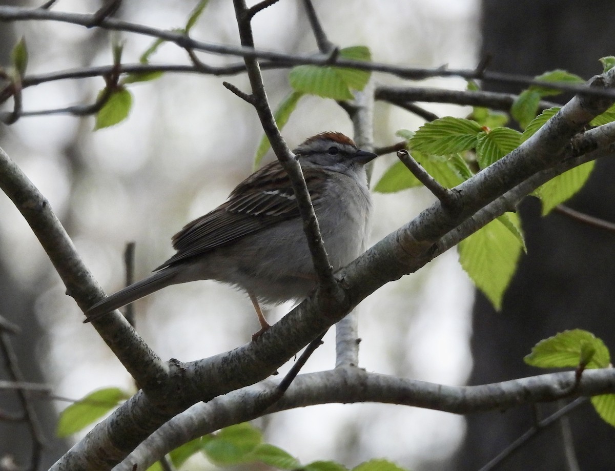 Chipping Sparrow - Susan Hedman