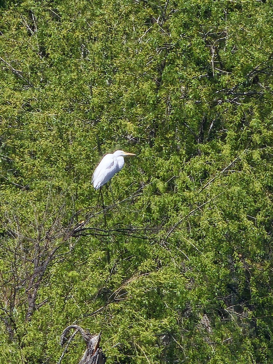 Great Egret - ML618670520