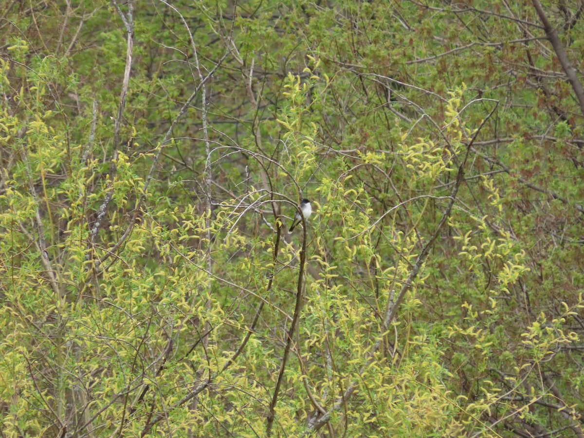 Schieferrücken-Königstyrann - ML618670529