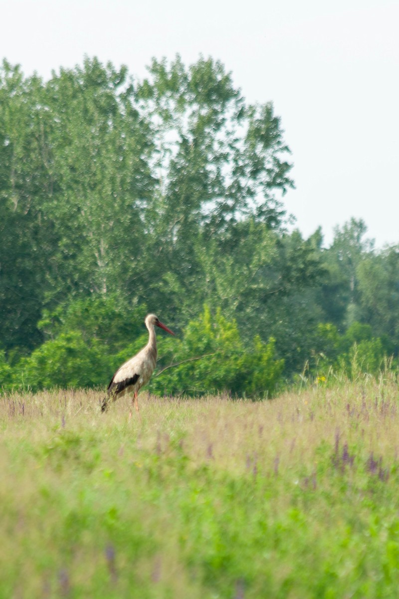 White Stork - ML618670538