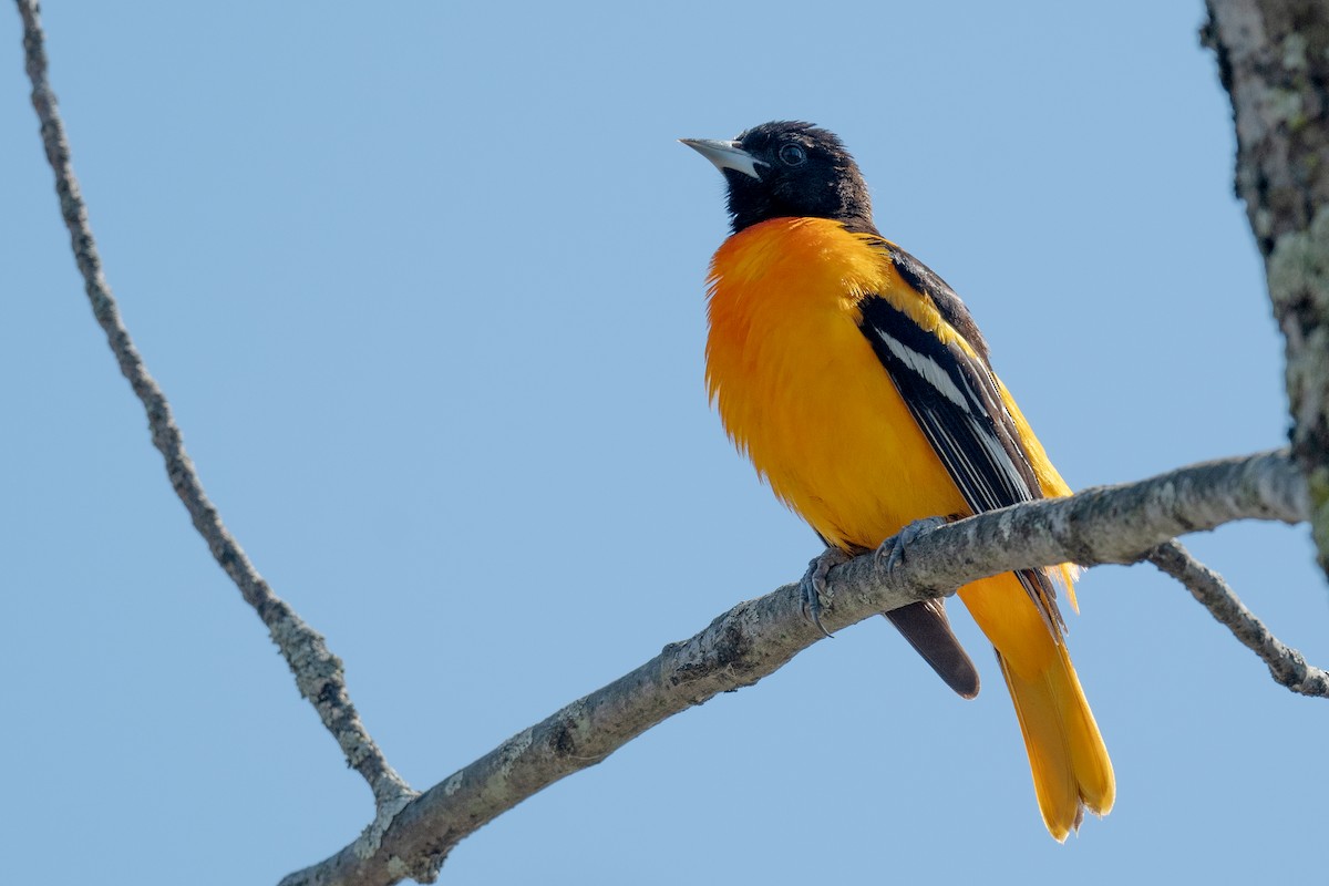 Baltimore Oriole - Annette McClellan