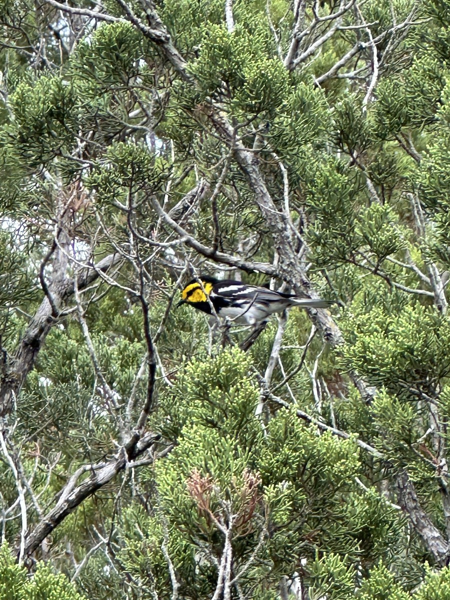 Golden-cheeked Warbler - Martha Hensel