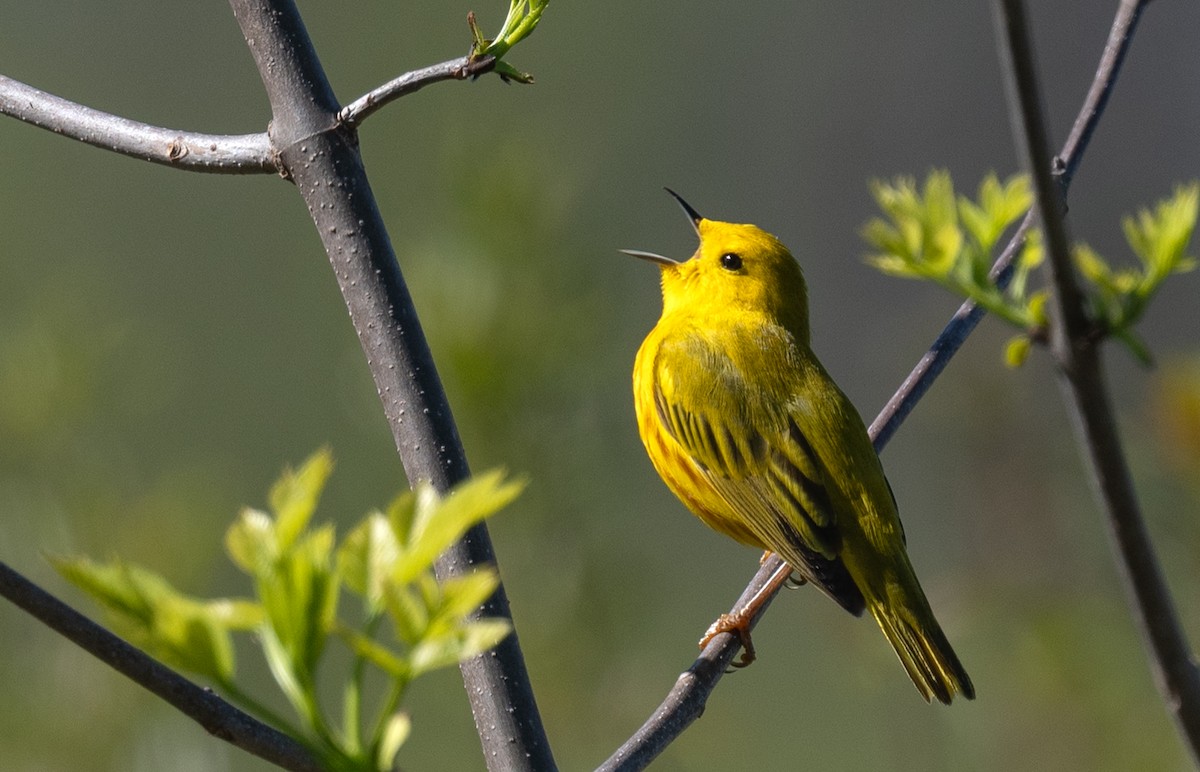 Yellow Warbler - Annette McClellan