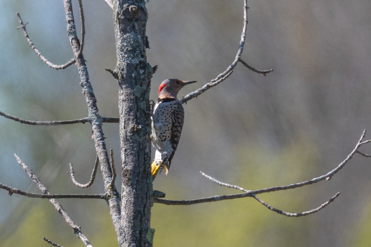 Northern Flicker - Annette McClellan