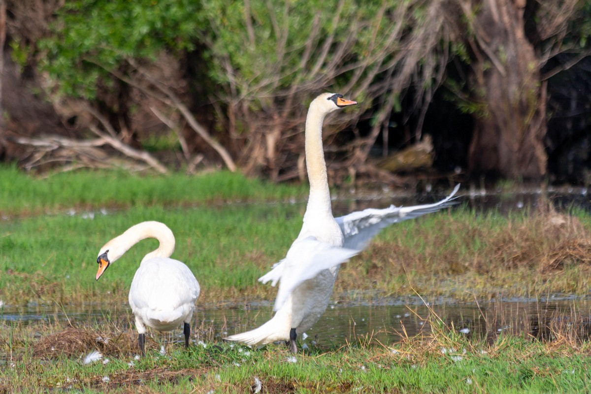 Mute Swan - ML618670582