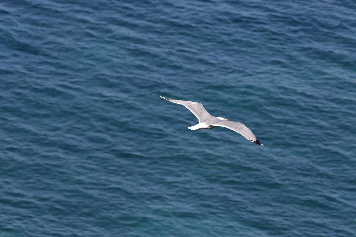 Gaviota Patiamarilla - ML618670585