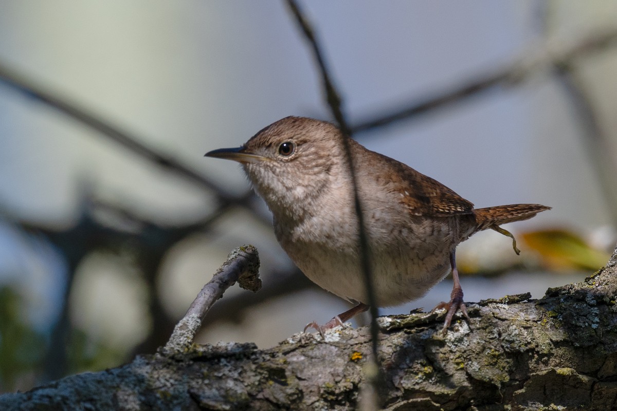 House Wren - Annette McClellan