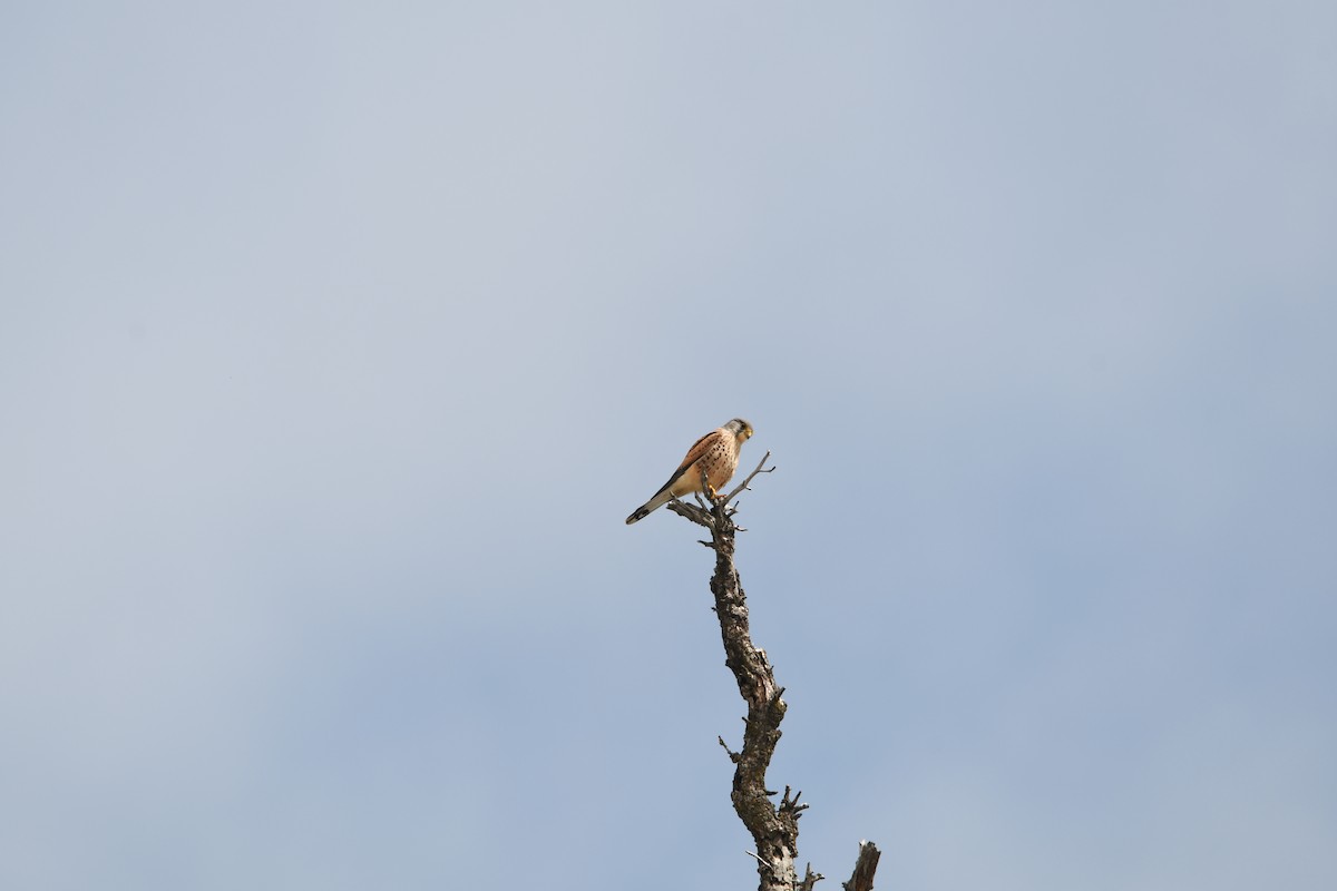 Eurasian Kestrel - Reyan sofi