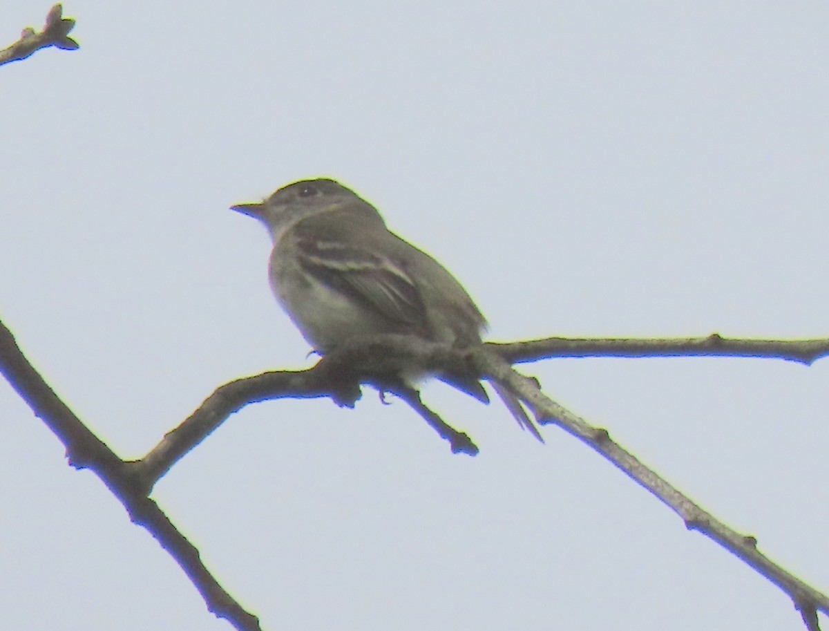 Least Flycatcher - ML618670605