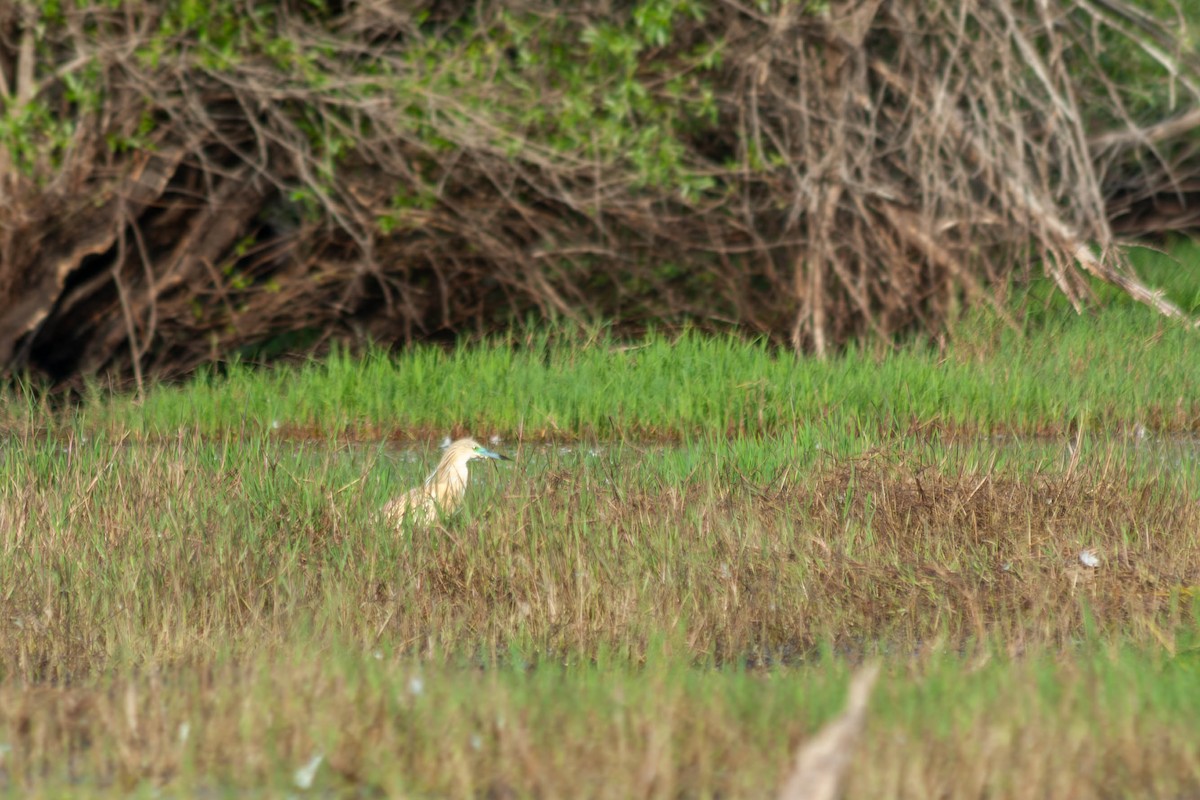 Squacco Heron - Alexander Zaytsev