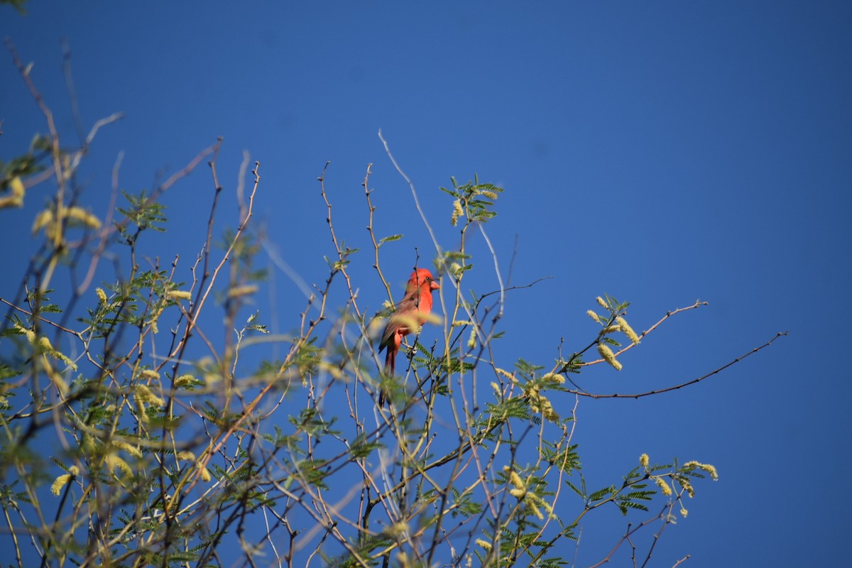 Northern Cardinal - Terry Miller