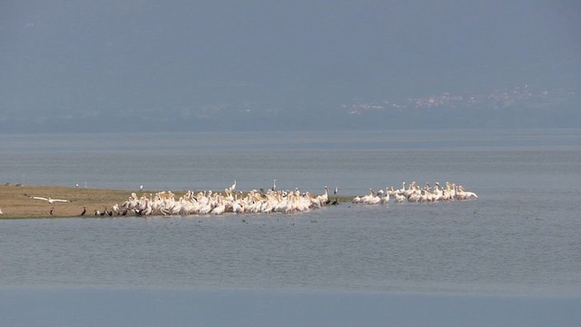 Great White Pelican - ML618670654
