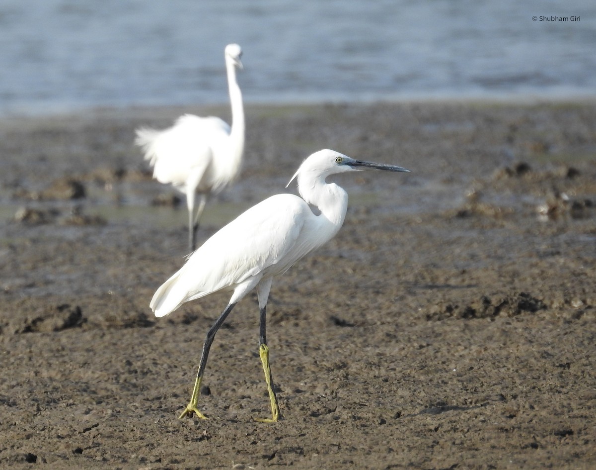 Western Reef-Heron - Shubham Giri