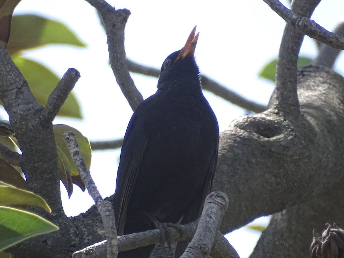 Eurasian Blackbird - ML618670695