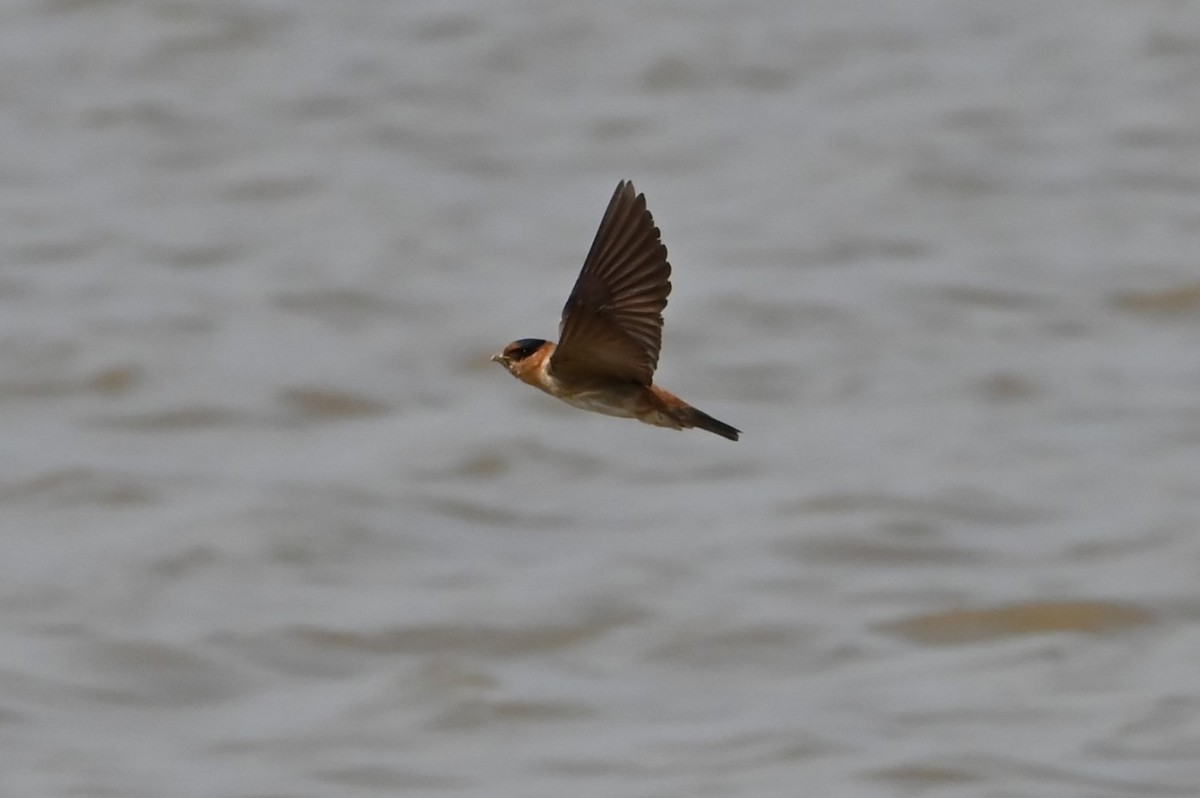 Cave Swallow - Jim Highberger