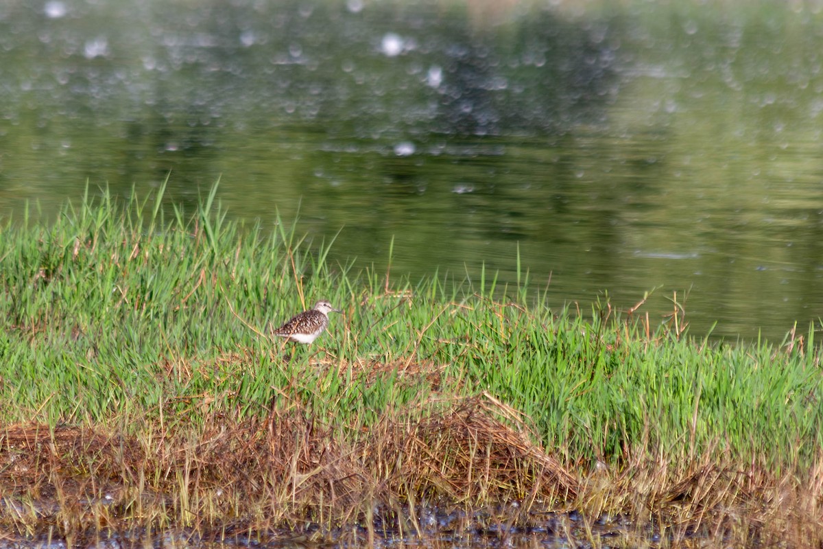 Wood Sandpiper - ML618670714