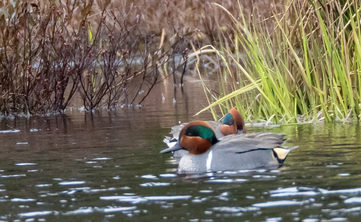 Green-winged Teal - ML618670719