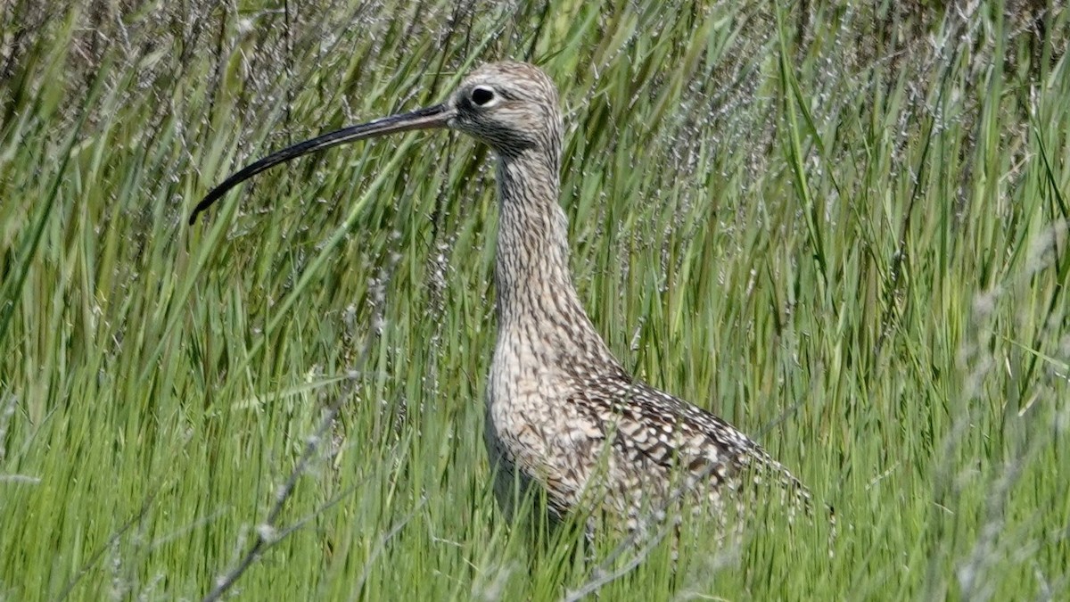 Long-billed Curlew - Justus Crawford