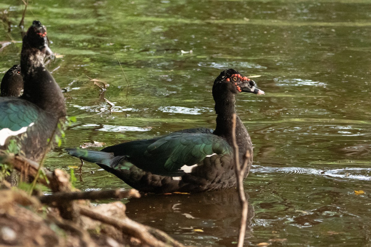 Muscovy Duck (Domestic type) - ML618670745