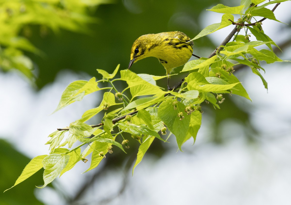 Prairie Warbler - ML618670759