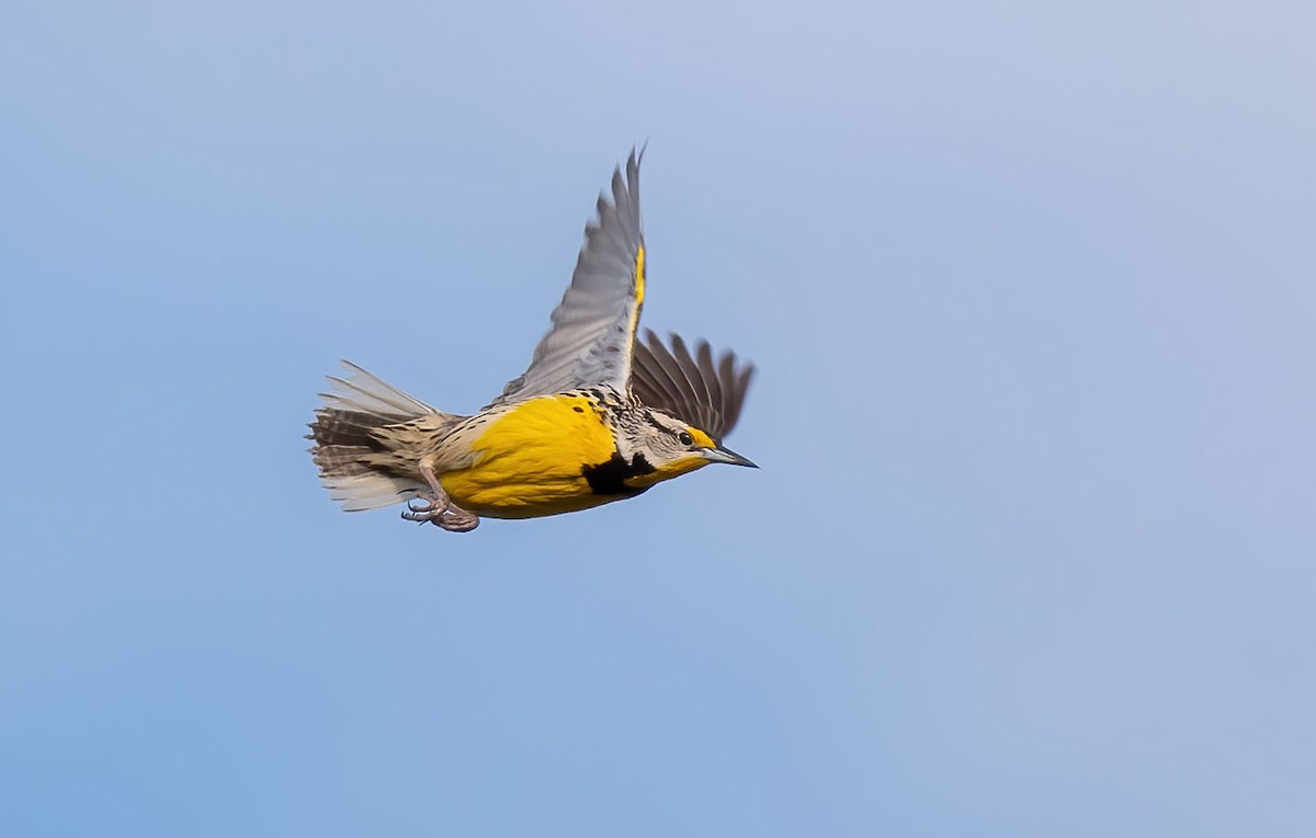 Eastern Meadowlark - ML618670766