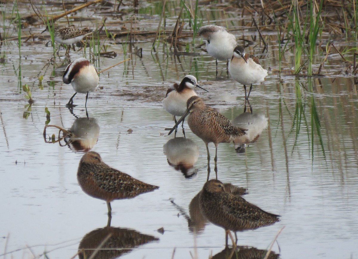 Wilson's Phalarope - ML618670767