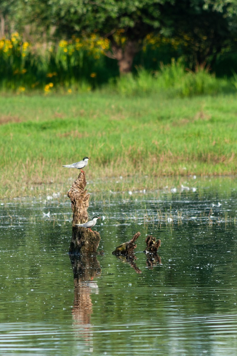 Whiskered Tern - ML618670780