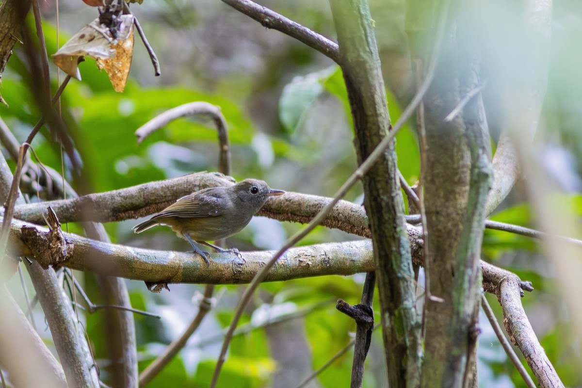 Plumbeous Antvireo - ML618670782