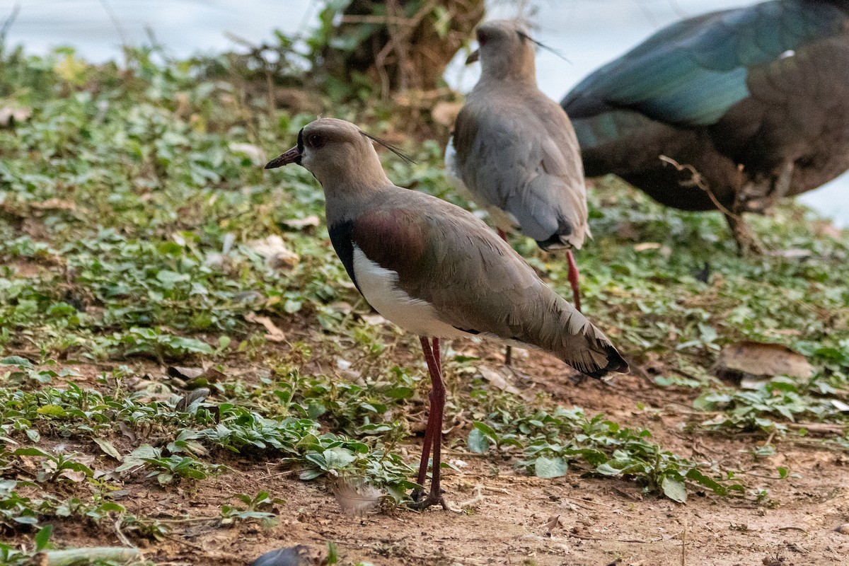 Southern Lapwing - ML618670783