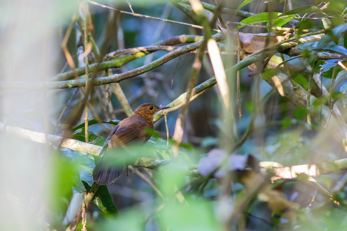 Black-tailed Leaftosser - ML618670800