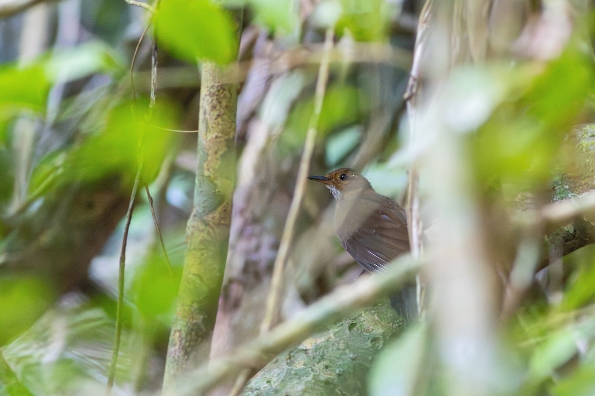 Black-tailed Leaftosser - ML618670801