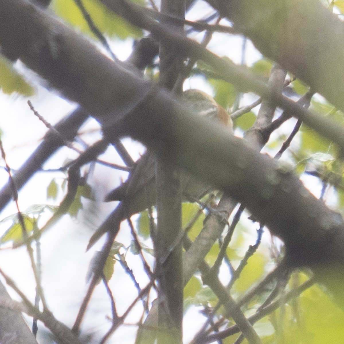 Bay-breasted Warbler - Greg Brown