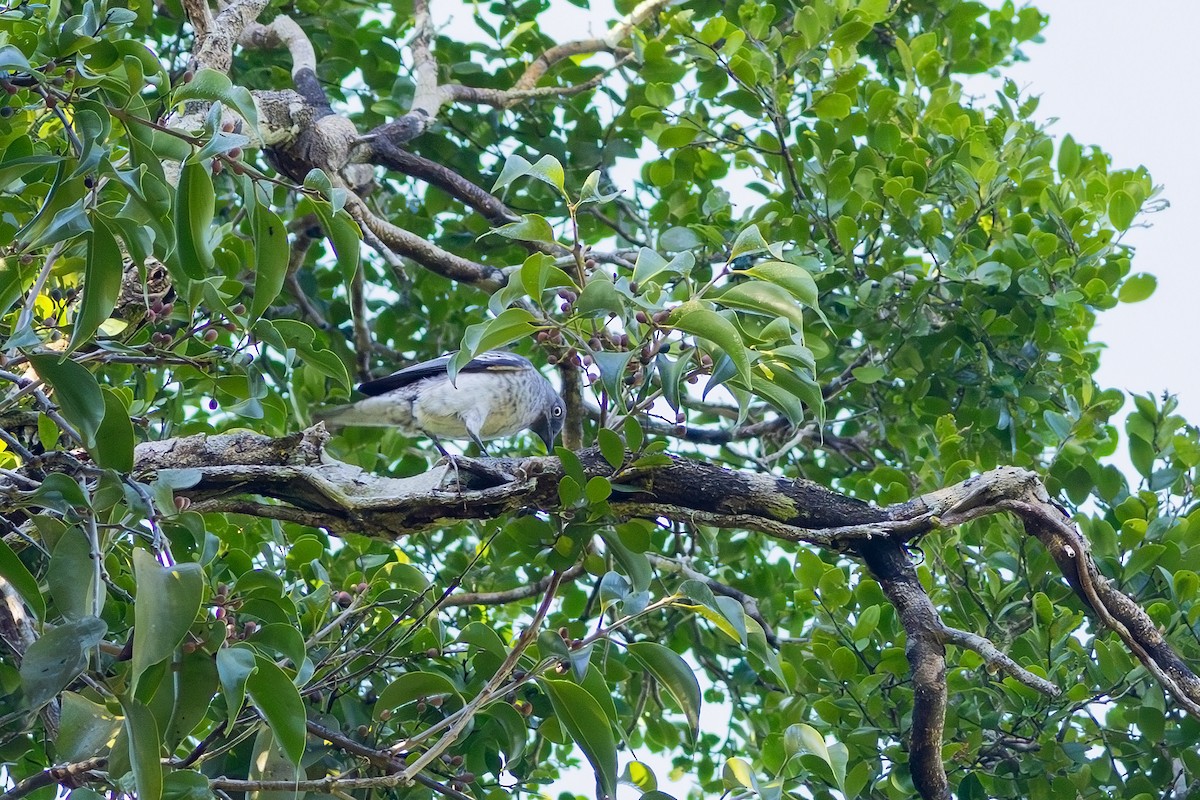 White-winged Cotinga - Gabriel Bonfa