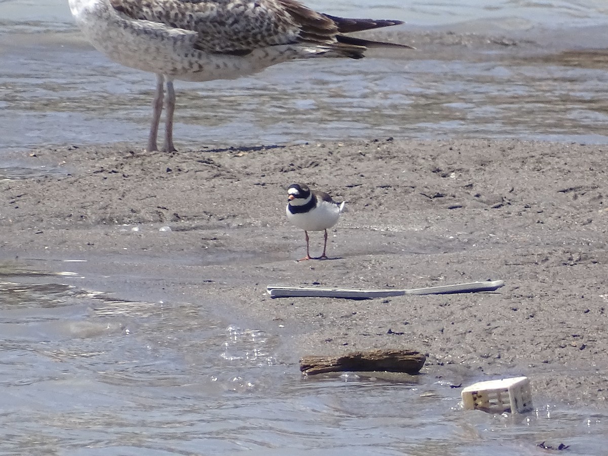 Common Ringed Plover - ML618670827