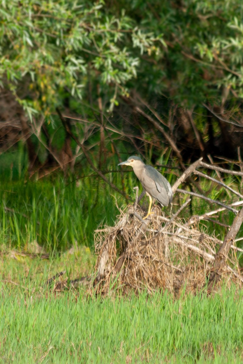 Black-crowned Night Heron - Alexander Zaytsev