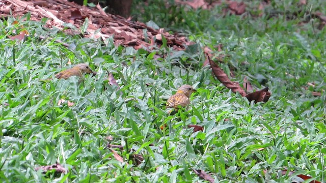 Saffron Finch - ML618670860