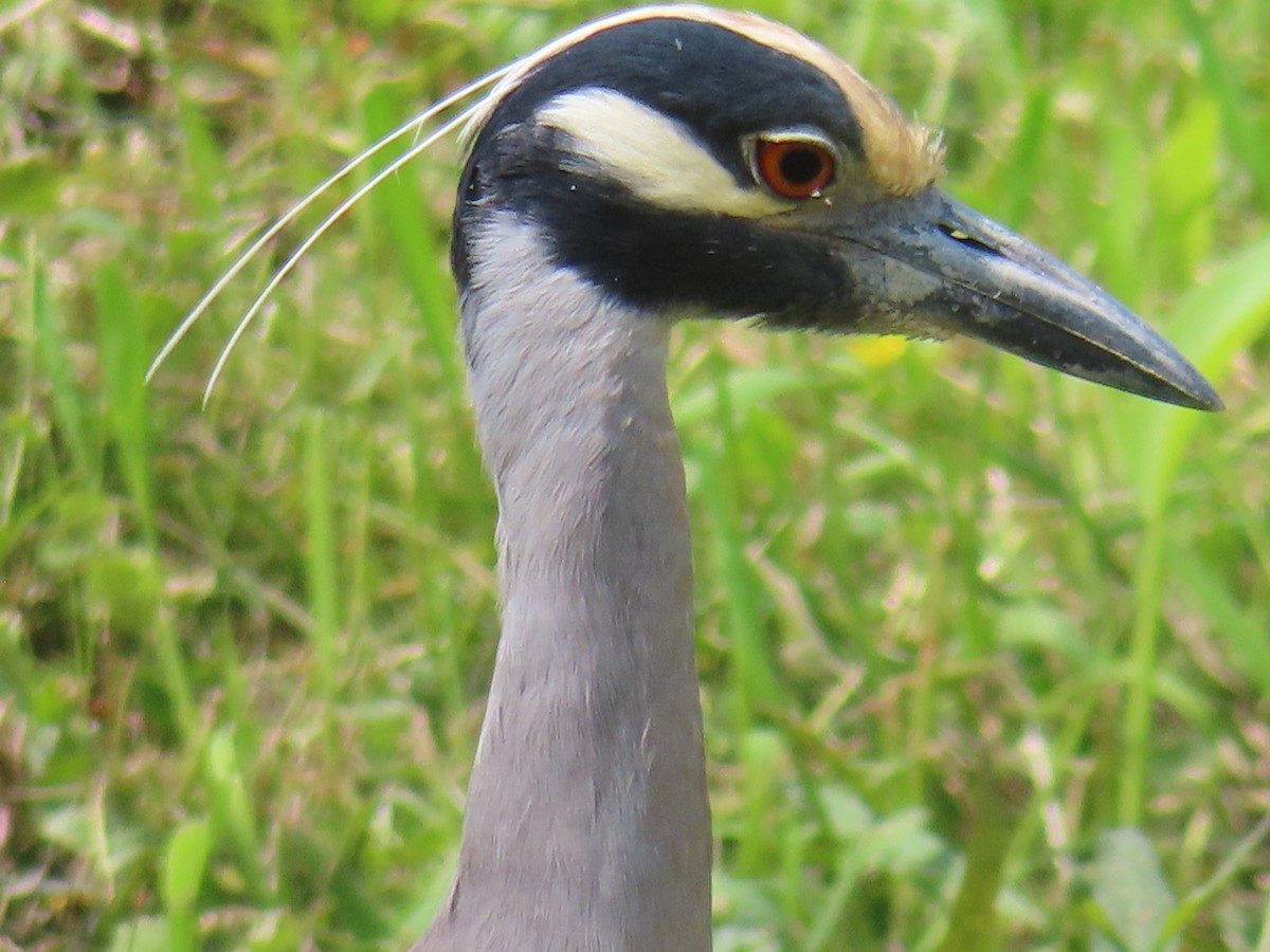 Yellow-crowned Night Heron - ML618670862