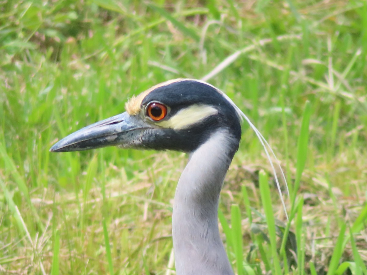 Yellow-crowned Night Heron - ML618670863