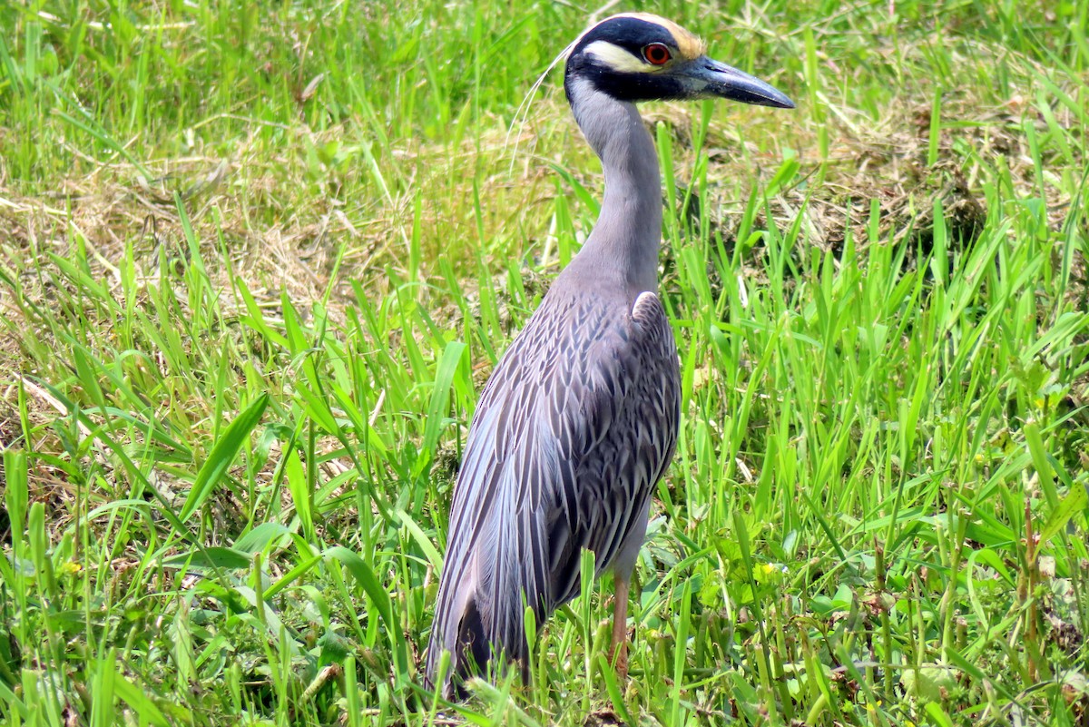 Yellow-crowned Night Heron - ML618670864