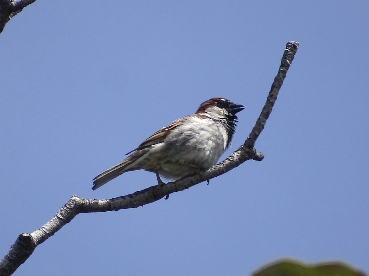 Italian Sparrow - Jeffrey Roth