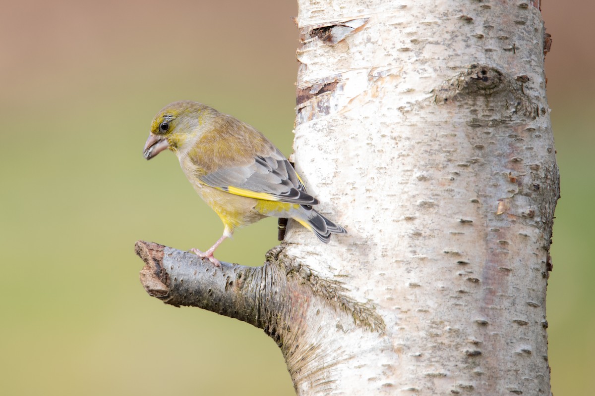 European Greenfinch - Guido Van den Troost